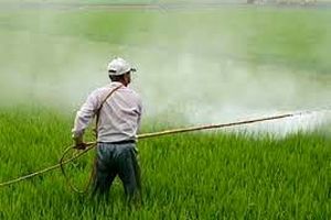 مبارزه شیمیایی در ۵۶ هزار هکتار مزارع گندم و جو در مازندران