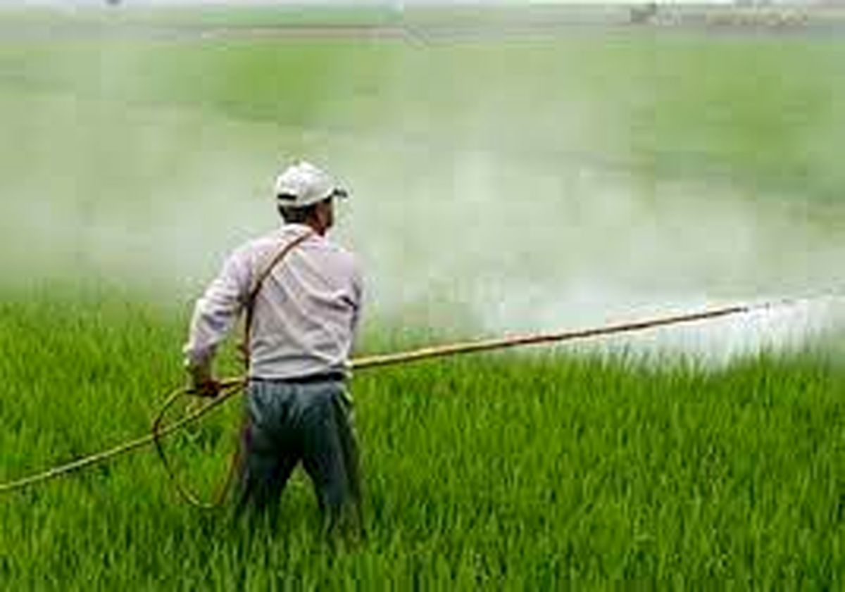 مبارزه شیمیایی در ۵۶ هزار هکتار مزارع گندم و جو در مازندران