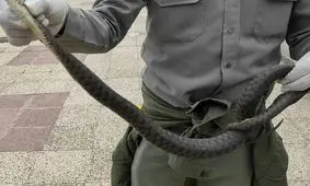 مارهای مشاهده شده در انزلی سمی نیستند