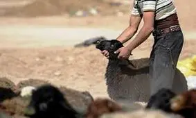دستگیری سارق احشام در مراغه