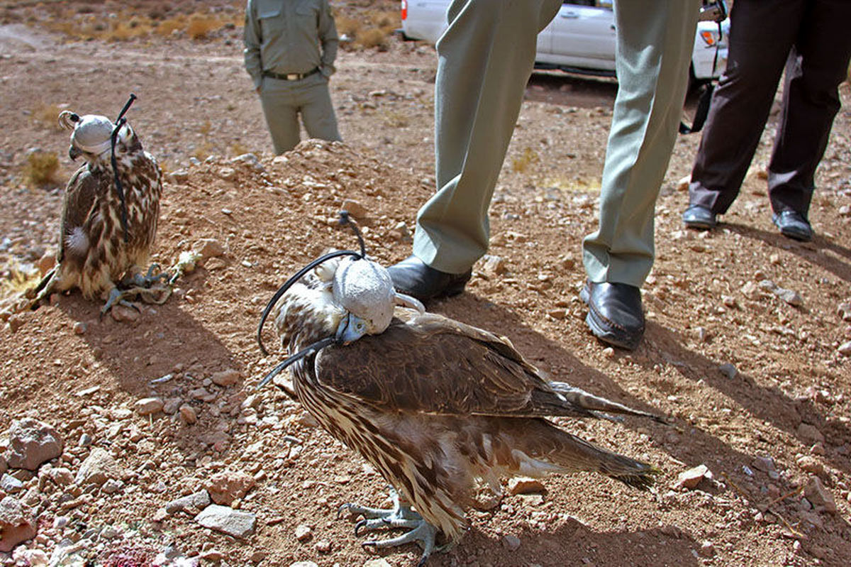 دستگیری عامل زنده گیری پرندگان وحشی در فردوس