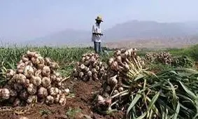 تولید ۶۰ هزار تن سیر در پارس‌آباد/ قیمت سیر تا ۲ هزار تومان کاهش یافت