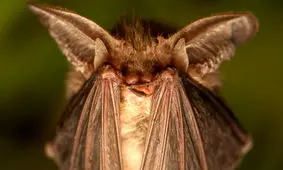 انسان هم می‌تواند مثل خفاش و دلفین "پژواک‌یابی" کند