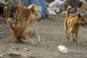 دار زدن ۵ سگ بی گناه در تبریز/ ویدئو