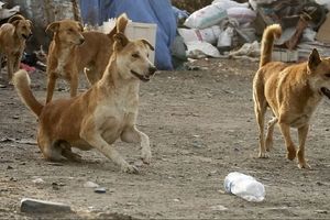 دار زدن ۵ سگ بی گناه در تبریز/ ویدئو