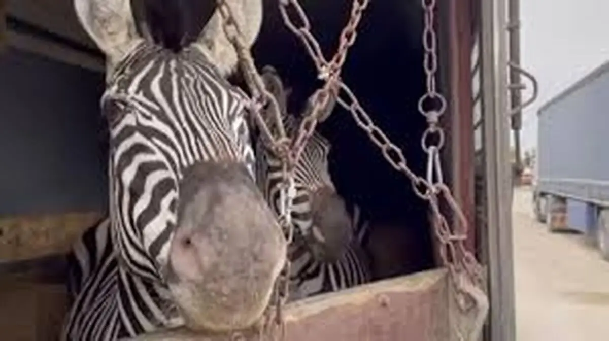 گوری که در تهران برای گورخر آفریقایی کَنده شد