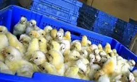 ۲۸هزار جوجه یک‌ روزه قاچاق در کردستان کشف شد