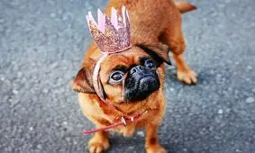 خوشبخت‌ترین حیواناتی که ثروت زیادی به ارث برده‌اند/ تصاویر