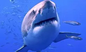 شگفتی‌هایی خواندنی از دندان کوسه‌ها