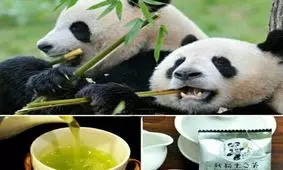 چای مدفوع پاندا،گرانترین چای جهان!