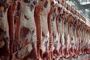 قیمت گوشت گوسفند کاهش یافت