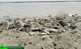 روایت یک مخاطب از مرگ ماهی‌ها در تالاب هورالعظیم