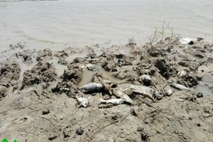 روایت یک مخاطب از مرگ ماهی‌ها در تالاب هورالعظیم