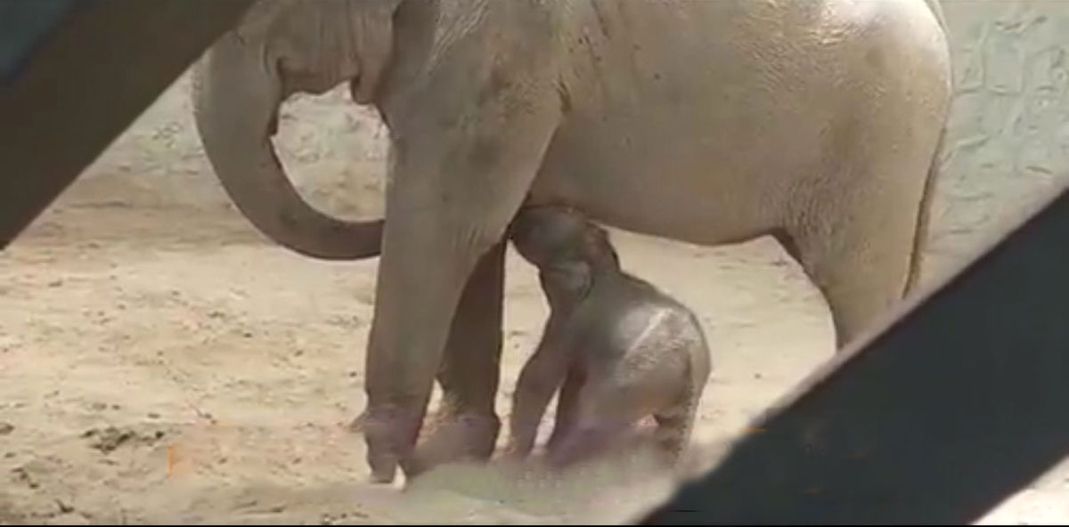 تولد اولین فیل در ایران/ ویدئو