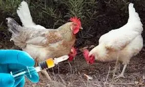 ۵۴ هزار قطعه طیور بومی در خمین علیه نیوکاسل ایمن‌ سازی شدند