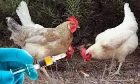 ۵۴ هزار قطعه طیور بومی در خمین علیه نیوکاسل ایمن‌ سازی شدند