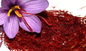 ۱۷ کشور جدید، واردکننده زعفران ایران شدند/ سایه خشکسالی بر تولید