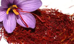۱۷ کشور جدید، واردکننده زعفران ایران شدند/ سایه خشکسالی بر تولید