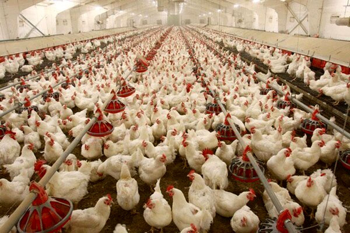 ۶۰ تن گوشت مرغ در شهرستان هامون تولید شد