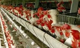 مرغداران خراسان رضوی رغبتی به تولید تخم مرغ ندارند