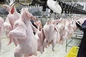 تشکیل حدود ۷ میلیارد تومان پرونده‌ تخلفاتی برای واحدهای کشتار و توزیع مرغ در یزد