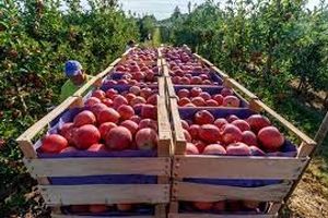 ۱۰۰۰ تن سیب در آستانه فساد، چرا سیب مورد نیاز خراسان شمالی از ارومیه تأمین می‌شود؟