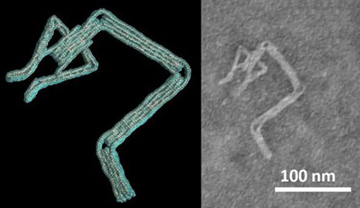طراحی نانوربات "دی.ان.ای" با نرم‌افزار محققان دانشگاه اوهایو