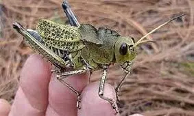 نگرانی کشاورزان از هجوم ملخ‌های مراکشی به اراضی رودبار