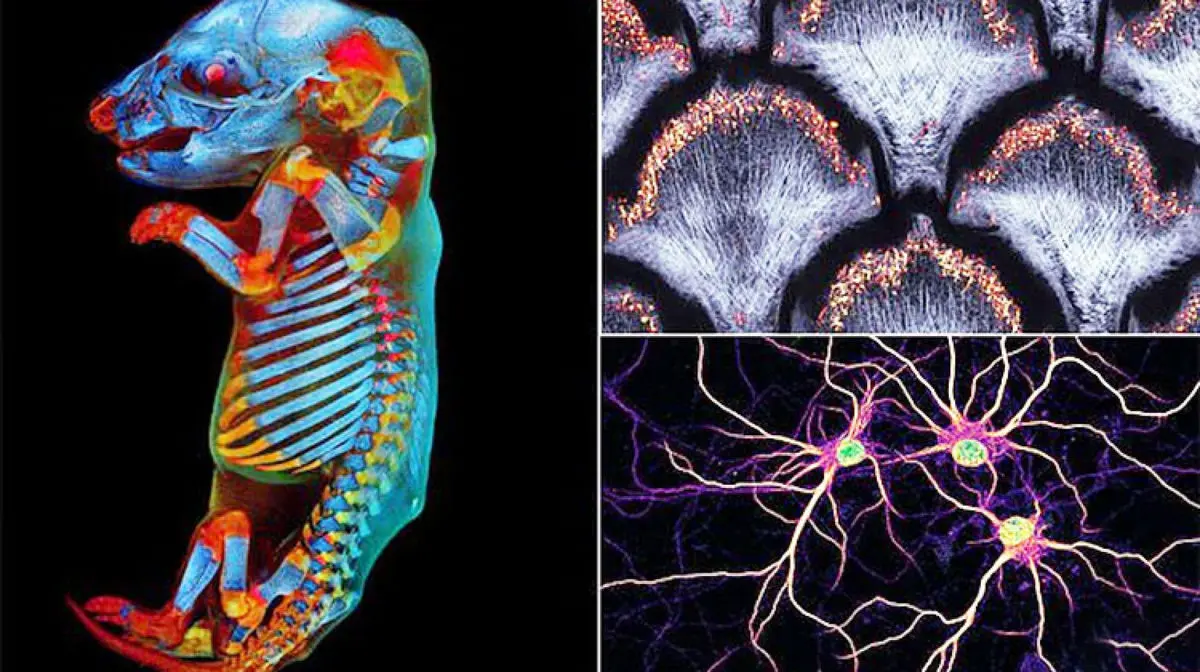 یک عکس ترسناک، برنده جایزه عکس‌های علمی