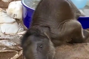 شادی و آب‌بازی یک بچه‌ فیل در تایلند/ ویدئو