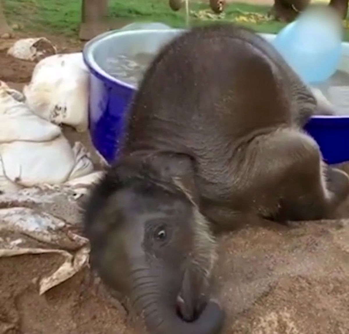 شادی و آب‌بازی یک بچه‌ فیل در تایلند/ ویدئو