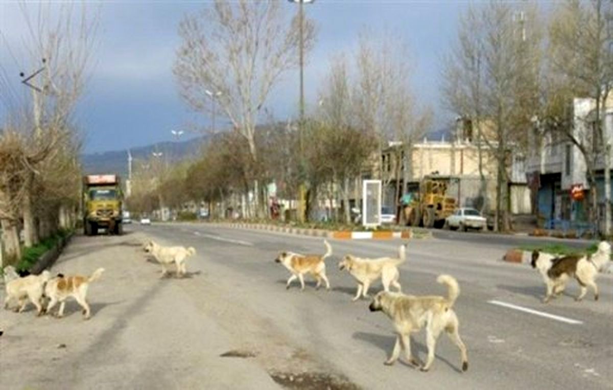 حمله سگ‌های ولگرد در شاهین شهر یک کشته و یک مصدوم داشت