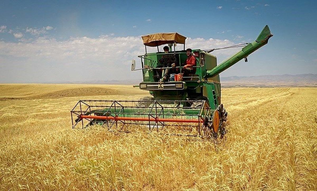 برداشت خوشههای گندم از زمینهای سرسبز نیشکر