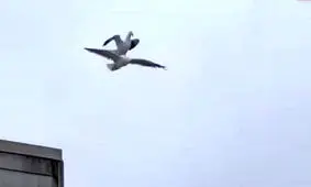 مرغ‌سواری دیدنی در آسمان/ ویدئو