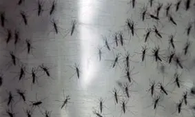 آغاز طرح انتحاری مقابله با پشه