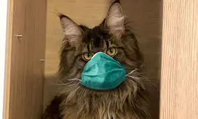 کرونا می‌تواند از انسان به گربه منتقل شود
