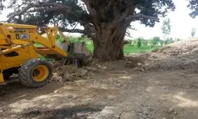 ساماندهی حریم درخت ۲۰۰۰ ساله دیباج