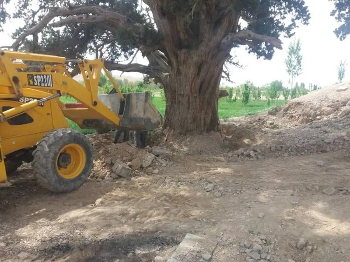ساماندهی حریم درخت ۲۰۰۰ ساله دیباج