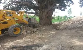 ساماندهی حریم درخت ۲۰۰۰ ساله دیباج