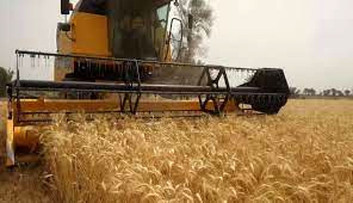خشکسالی، ما را وادار به افزایش واردات گندم در آینده نزدیک می‌کند
