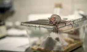 ترمیم همزمان استخوان و پوست آسیب‌دیده بوسیله چاپ ۳ بعدی