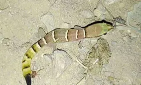 آشنایی با بی‌آزارترین موجود در طبیعت/ ویدئو