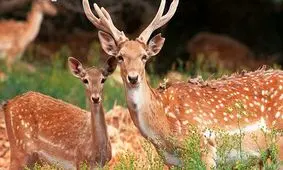 نسل گوزن زرد ایرانی از انقراض حتمی نجات یافته است