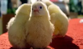 "سلطان جوجه" هم رسید/ کاریکاتور