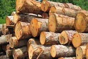 کشف و ضبط ۱۰ تن چوب جنگلی قاچاق در ساری