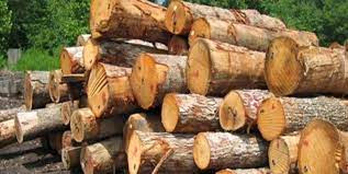 کشف و ضبط ۱۰ تن چوب جنگلی قاچاق در ساری