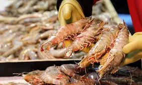 میگو‌های قاچاق در تور بازرسی پلیس