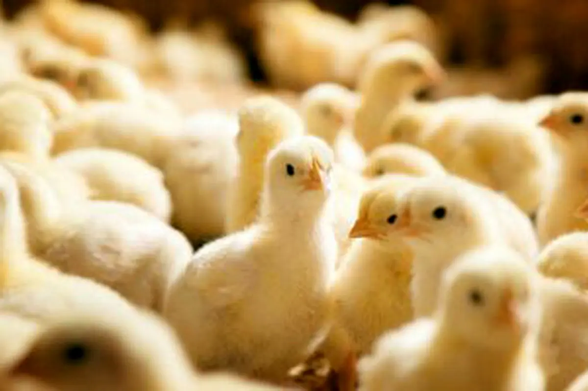 بحران جدی در بازار جوجه یک روزه