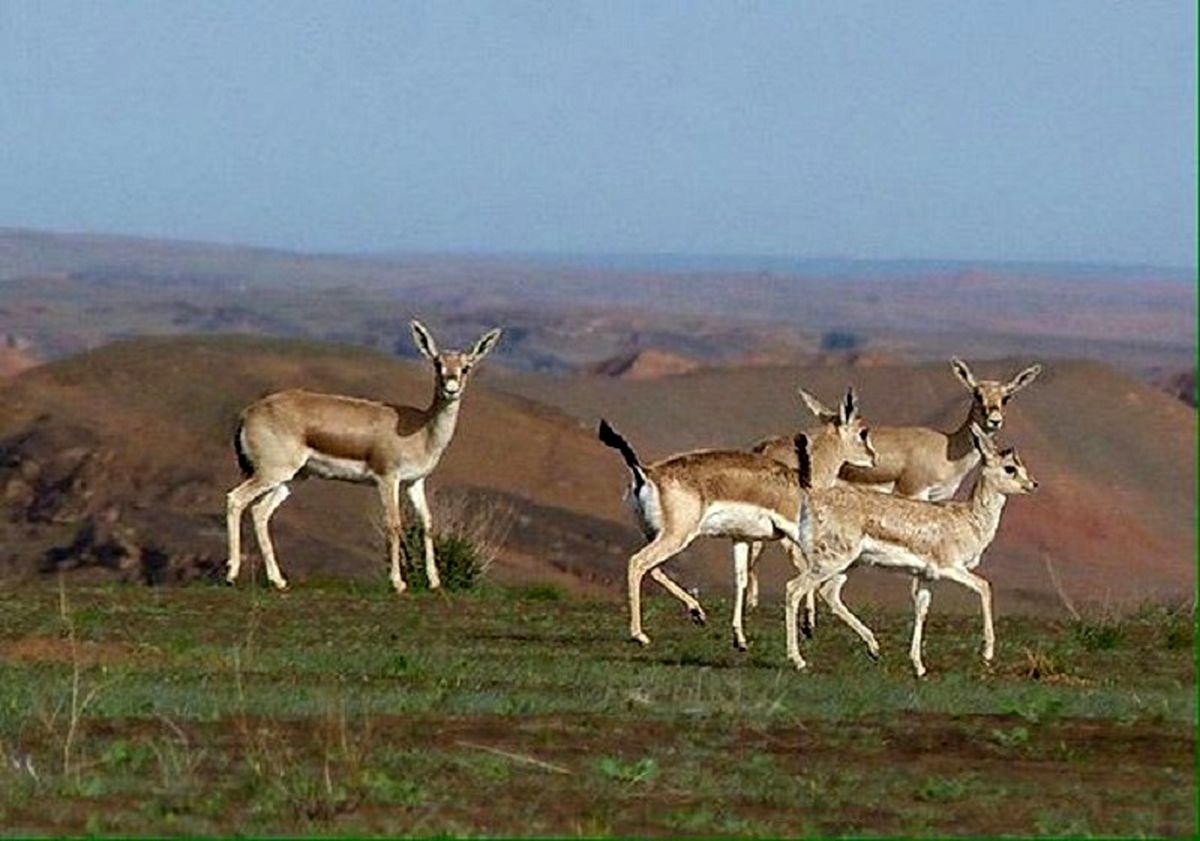 معرفی شهرداری بستان به دادگاه برای رهاسازی زباله درزیستگاه آهوی میشداغ