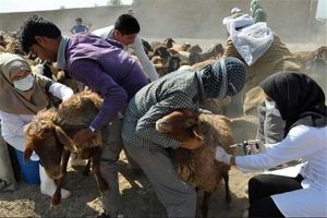 واکسیناسیون طاعون نشخوارکنندگان کوچک در نَرماشیر